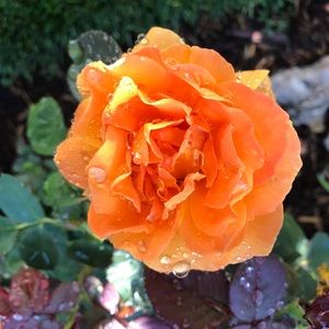 Meet your Posher, Lynnea